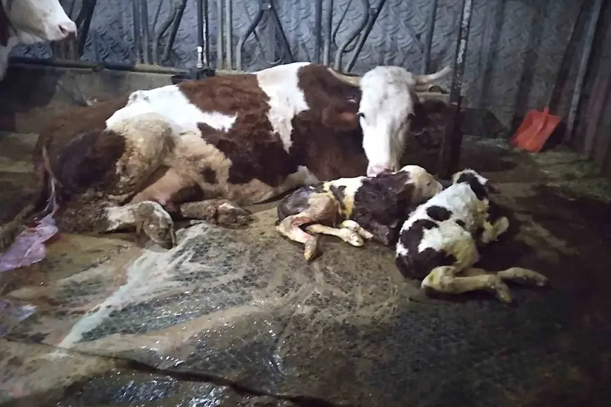 Çavdar ailesinin çiftliğinde 15 gün arayla ölü ve ikiz doğum