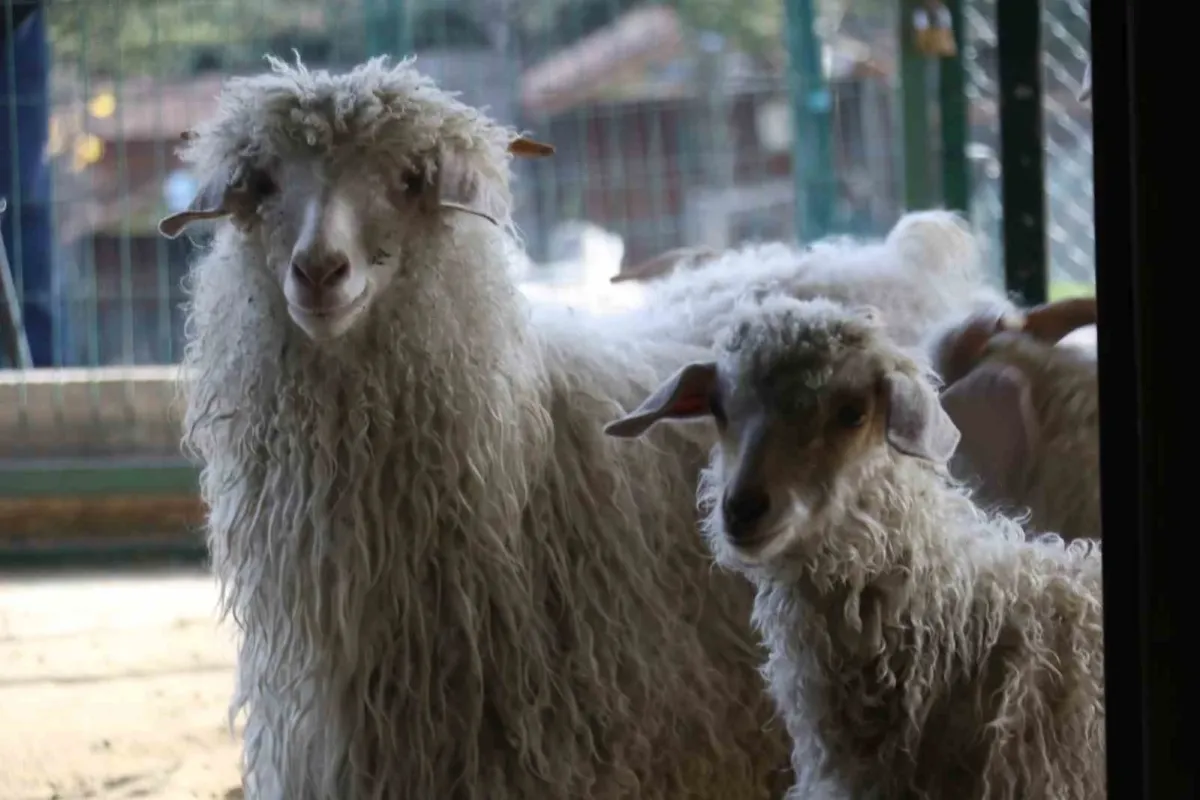 Endemik Vadi’de Ankara’nın 4 beyazı