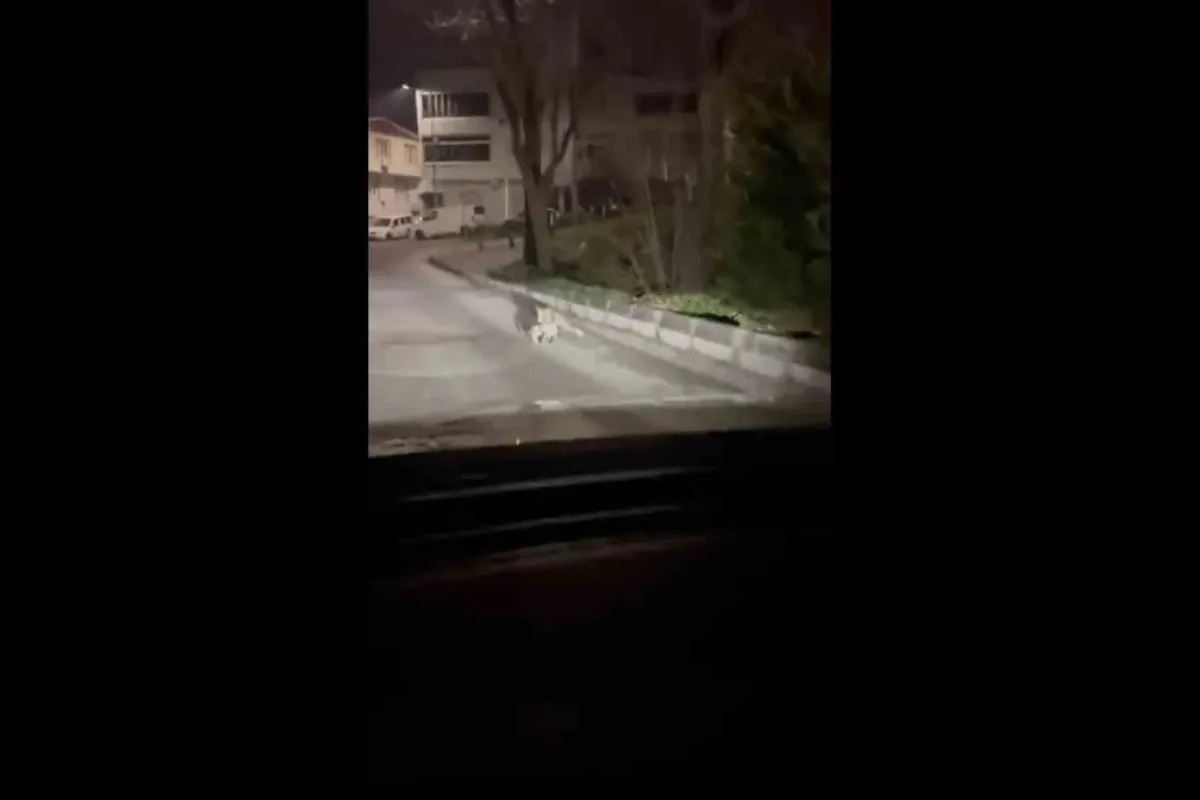 Bursa’da gece yarısı tilki, ağzında kediyle sokakta görüntülendi