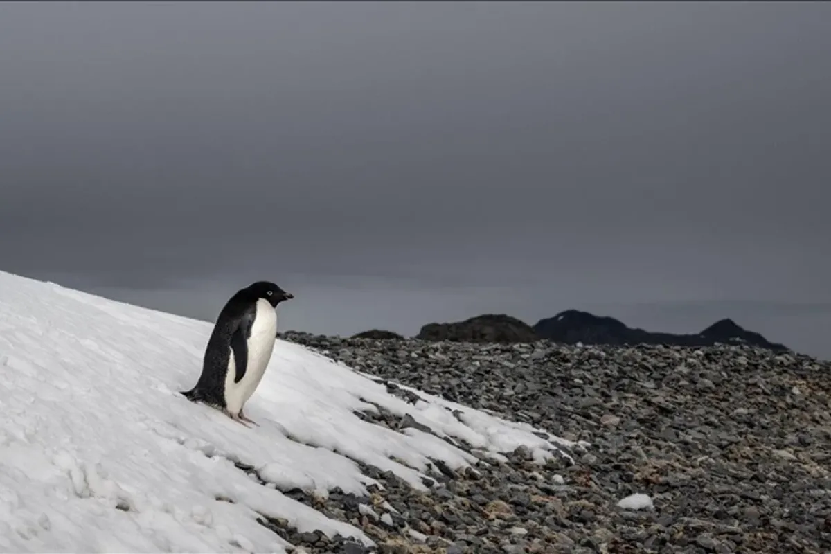 Sosyal medyada viral olan nihilist penguen olayı nedir