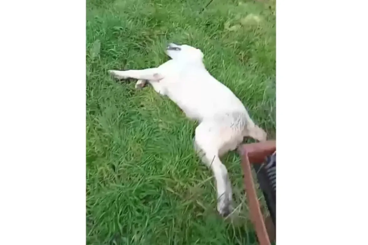 İnegöl’de Sokak Köpeği Tüfekle Vuruldu