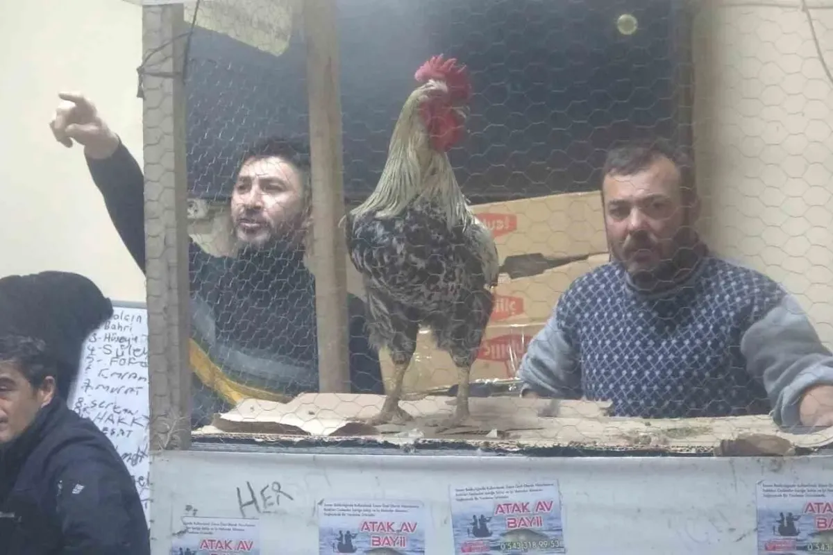 Kütahya’daki süs tavukları açık artırmayla satıldı