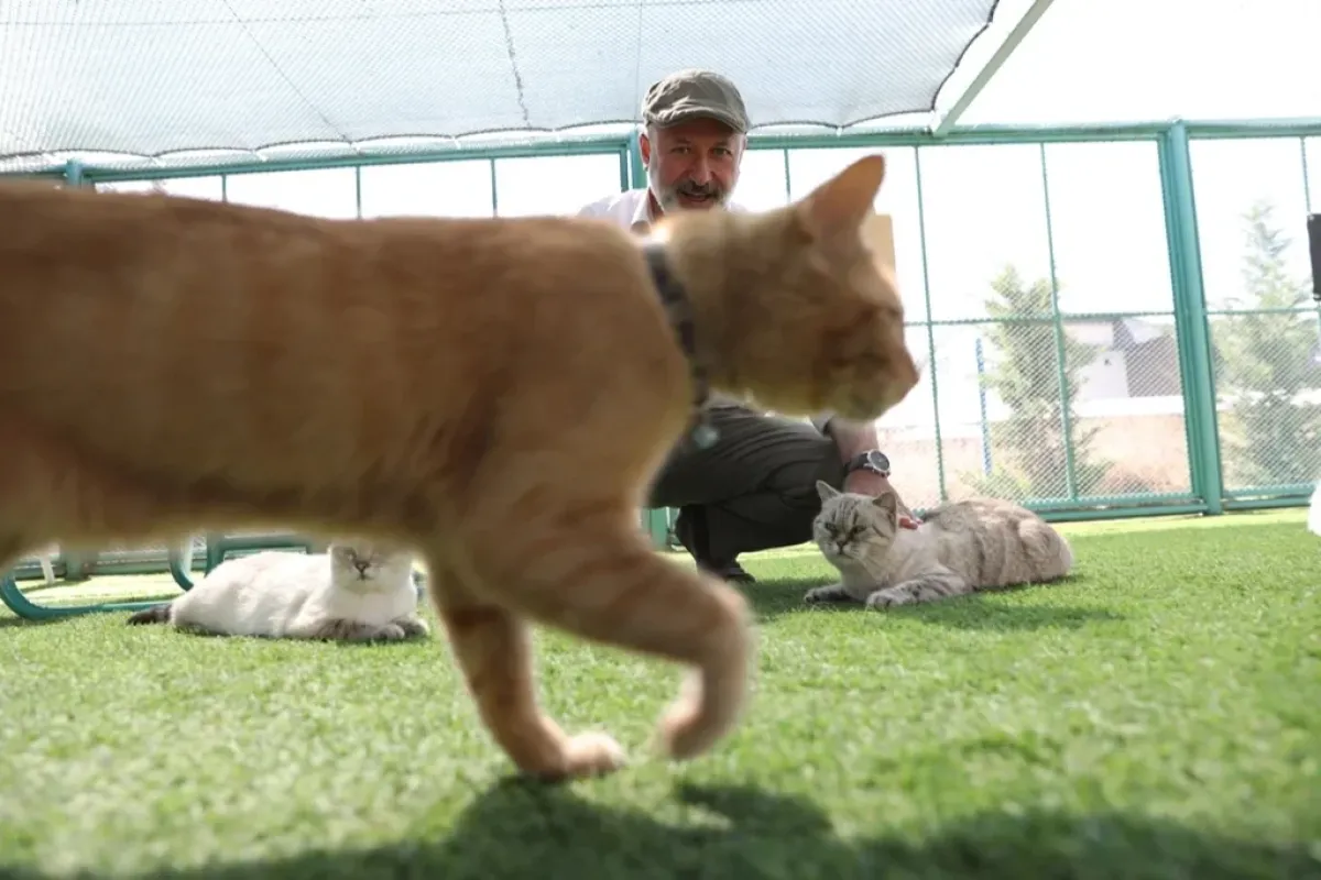 Kedi kasabası çocukların ilgi odağı oldu