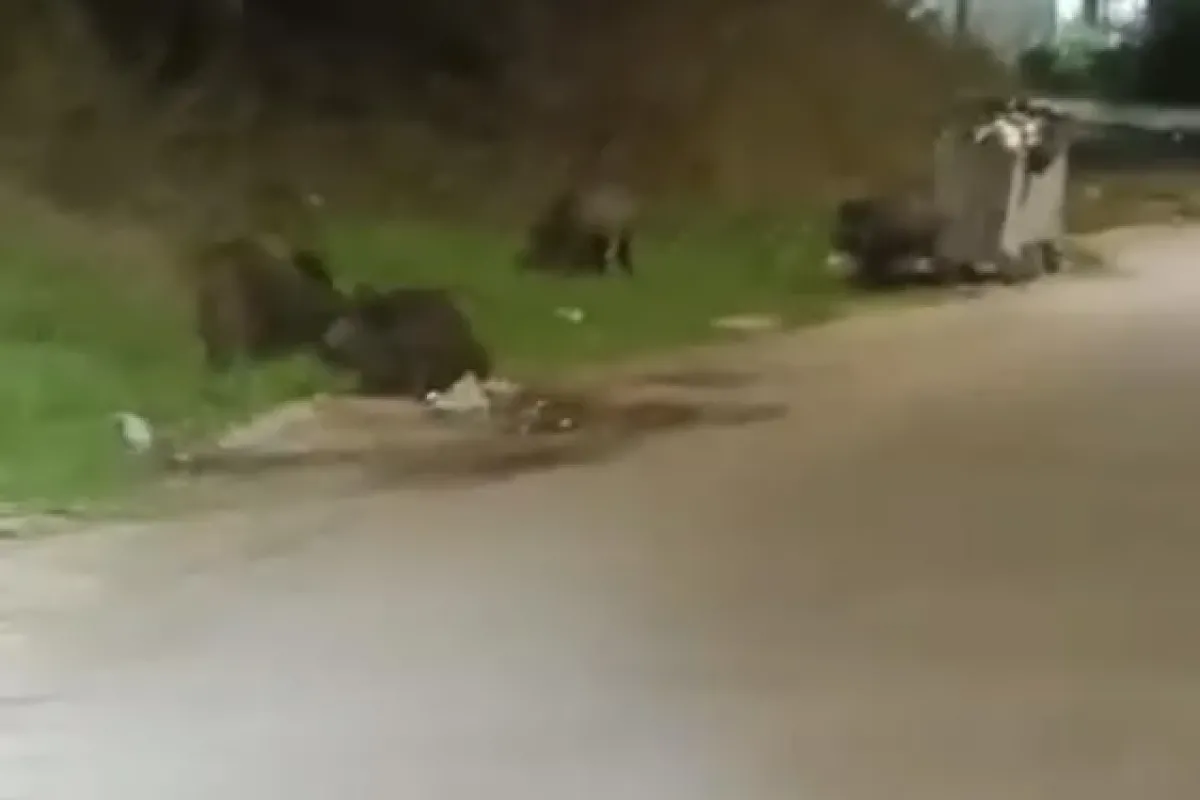 Domuz sürüsü şehre indi