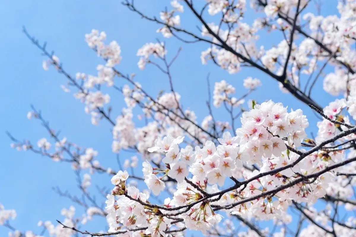 Cemre düşmesi nedir? 2026 cemre düşme tarihleri