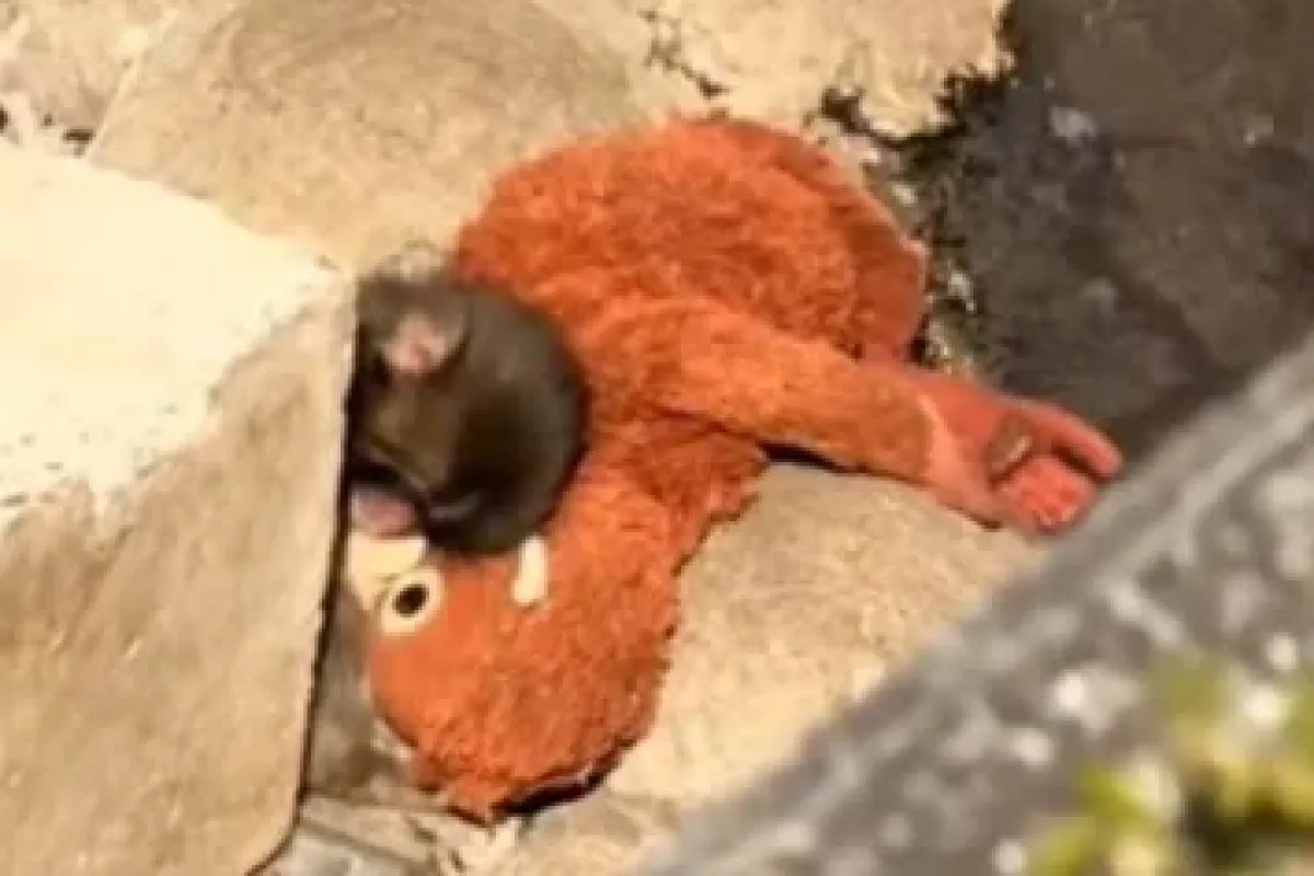 Peluş oyuncağına sarılan yavru maymun Punch’ın yürek burkan hikayesi