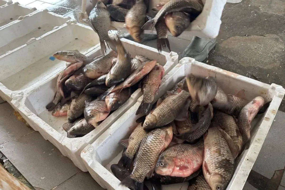 İstilacı İsrail sazanları Bursa'da gelir kaynağı oldu