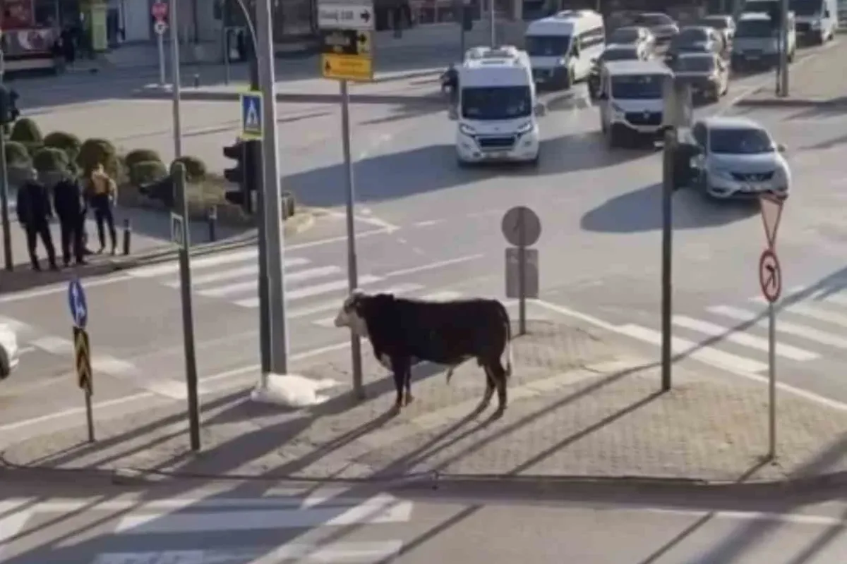Bursa’da kaçan boğa trafiği karıştırdı, Ankara yolunda metrelerce koştu