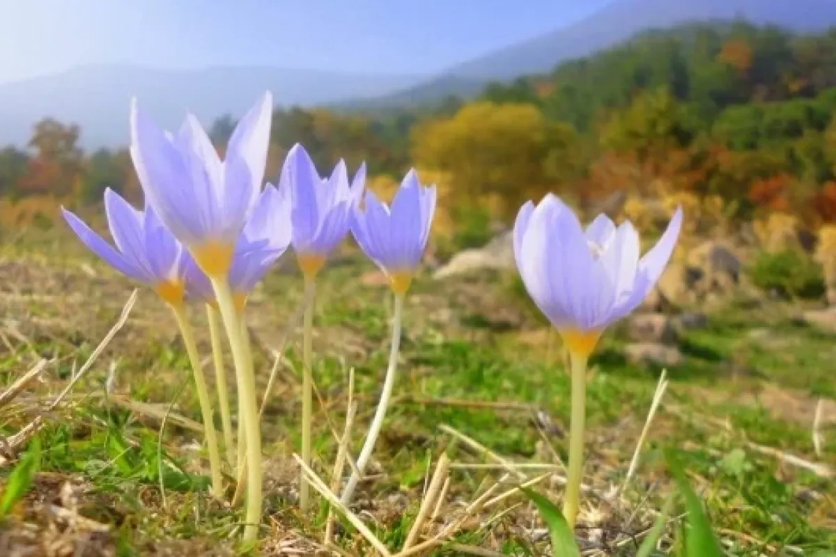 Toprağa düşen son cemreyle doğa uyanıyor