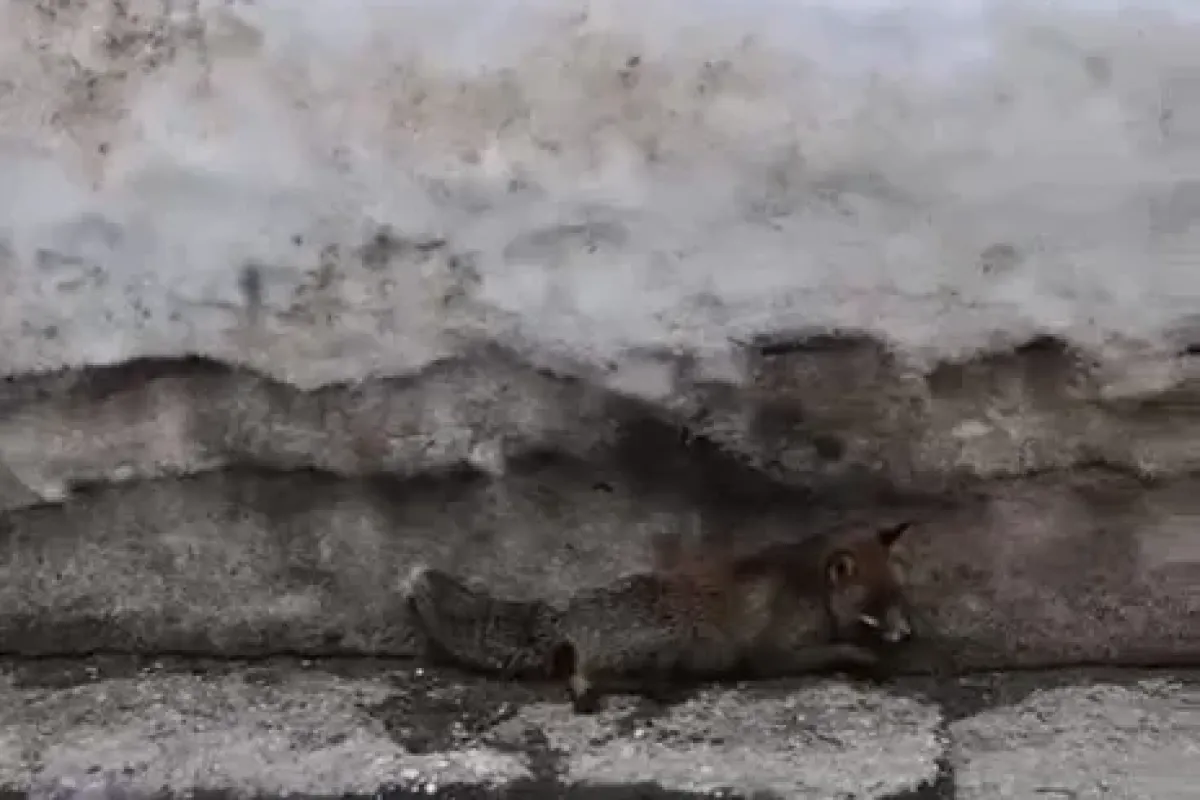 Uludağ’da tilkiye çarpan otomobil sürücüsü yaralı halde bırakıp kaçtı