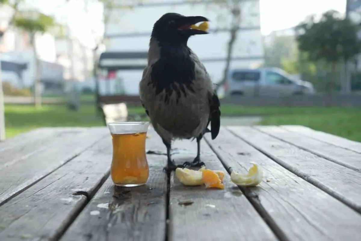 Bu karga çay içip Rize helvası yiyor