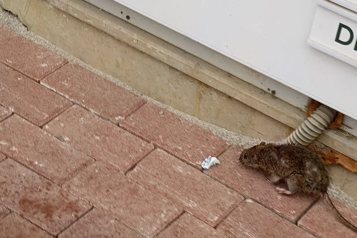 İnegöl’de Vatandaşları Tedirgin Eden Görüntü