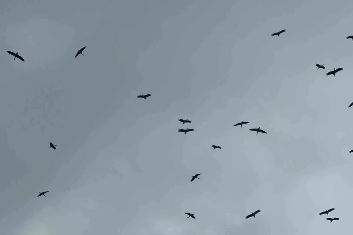 "Bolluk" müjdecisi leylek sürüsü Bursa semalarında görüldü