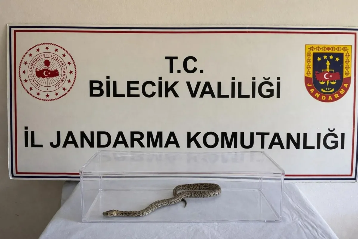 Bilecik’te nesli tükenmekte olan piton yılanı yakalandı