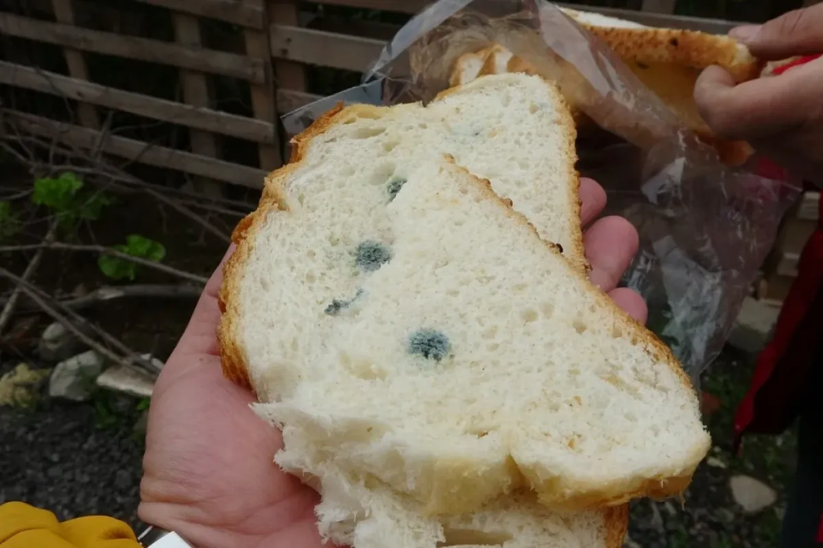 Küflü Ekmek Zararlı mı? İşte Bilimsel Gerçek