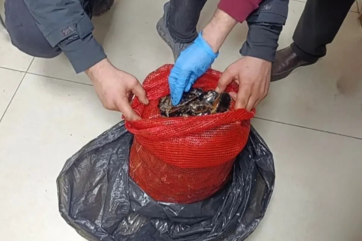 Bursa ve Balıkesir’de eş zamanlı operasyon: Tonlarca midye ele geçirildi