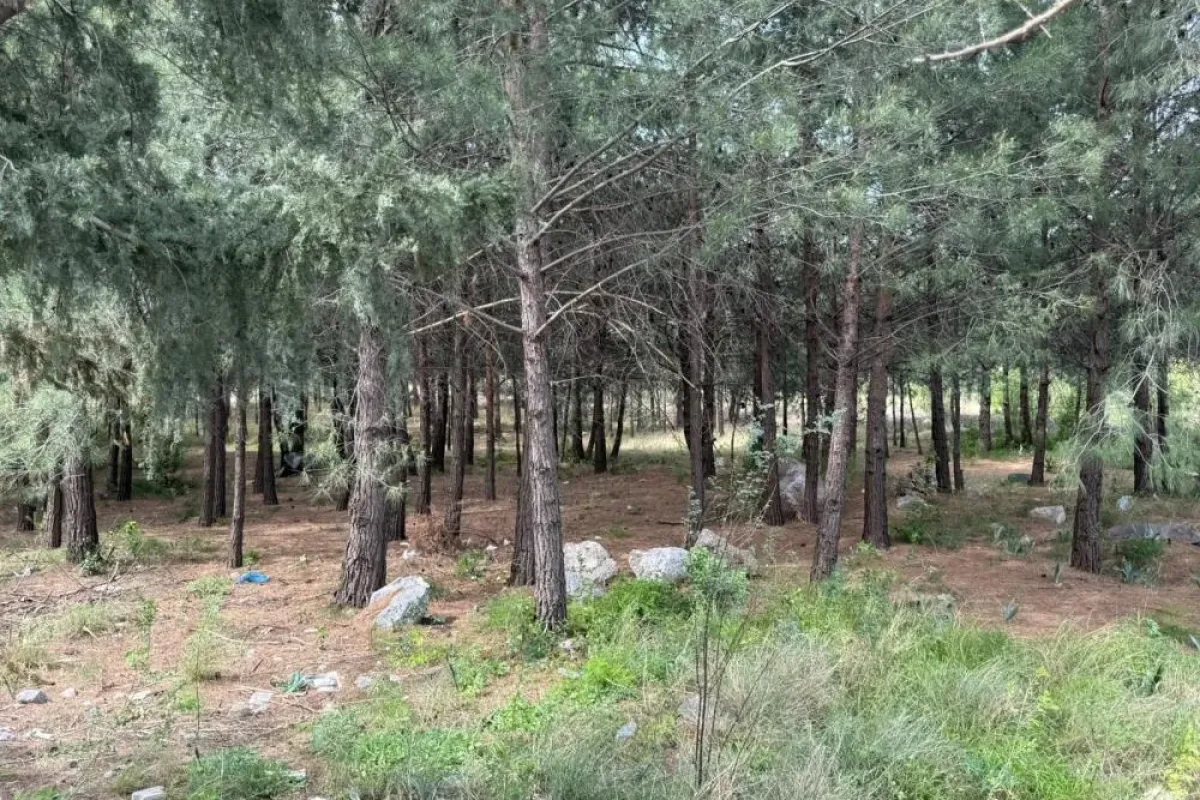 Anne-oğul akraba cinayetine kurban gitti!