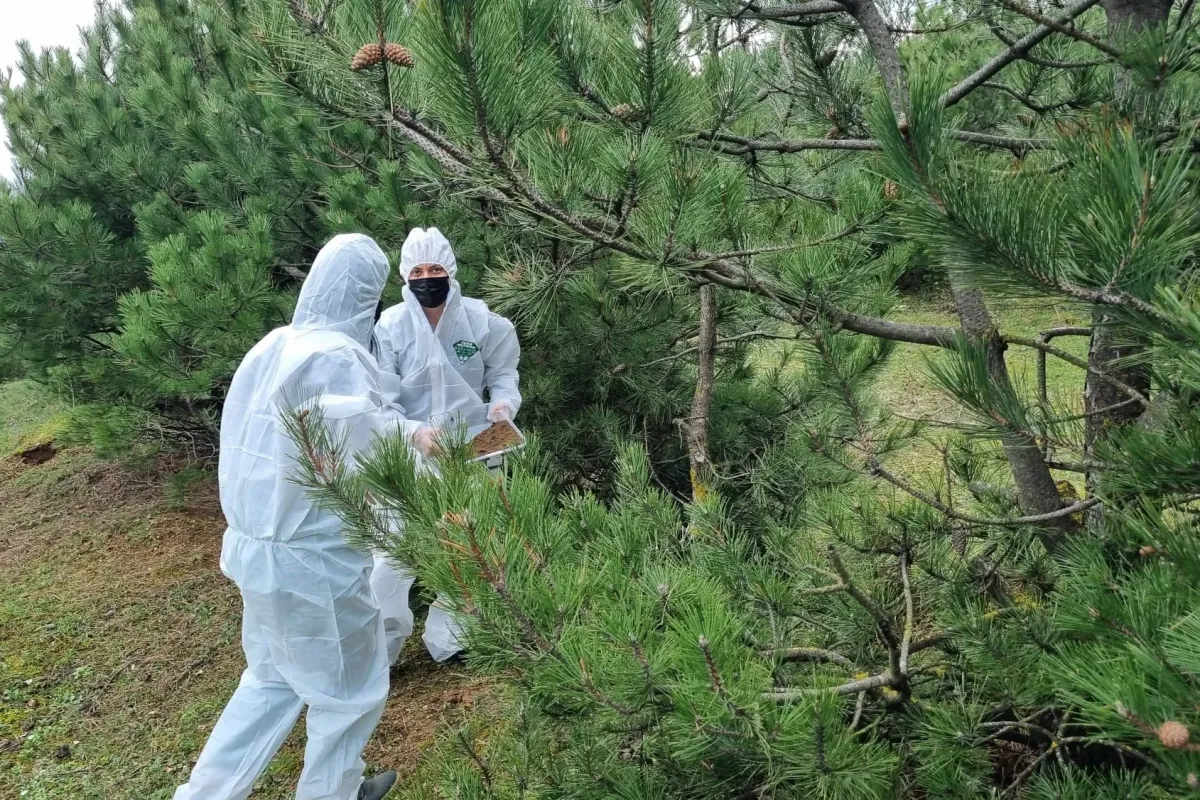 Terminatör böcekler doğaya salındı