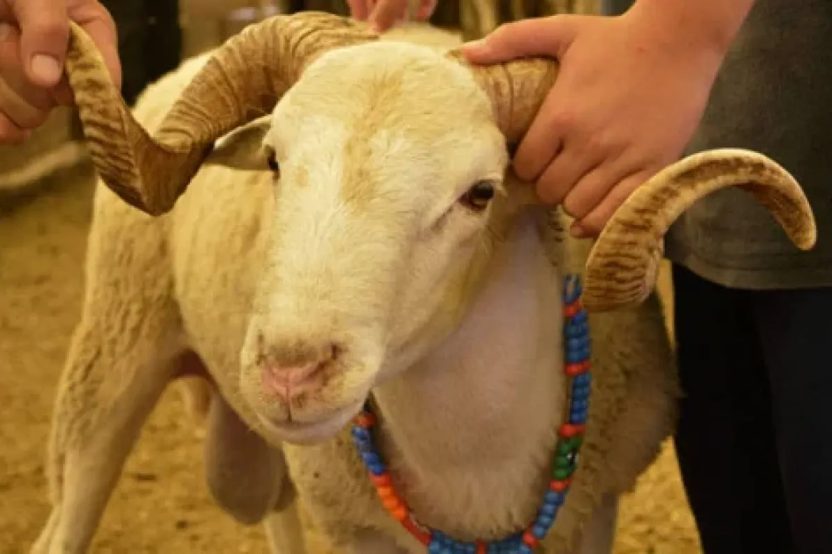 2026 Kurban Bayramı tatili ne zamaz, kaç gün olacak?