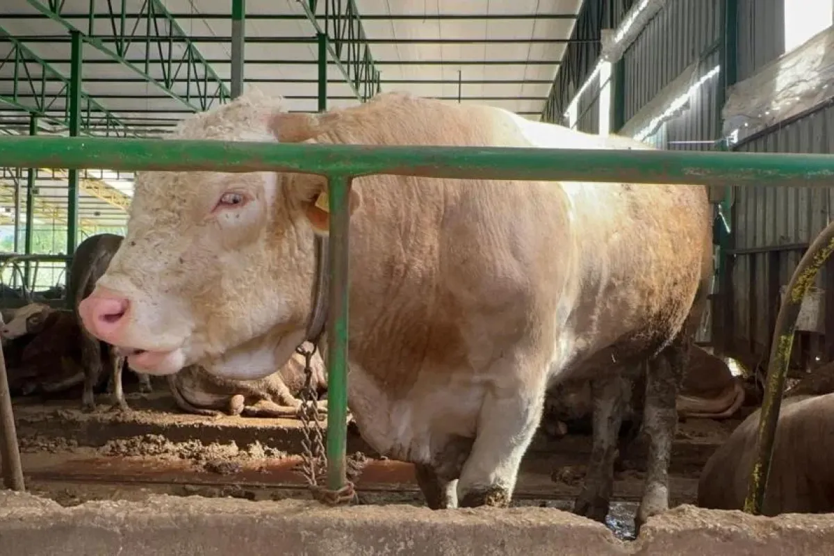 Tonluk kurbanlık piyasa değerinin altında satıldı!