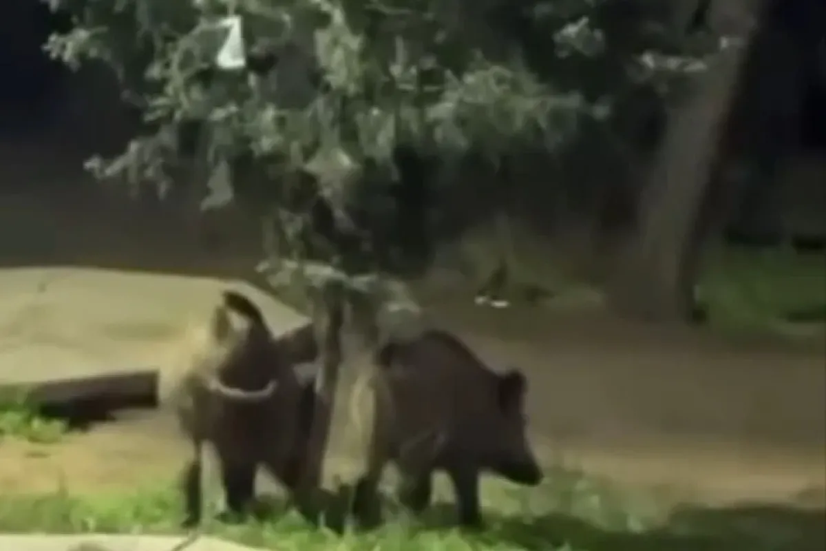 Bursa’da domuzlar piknik alanlarına indi