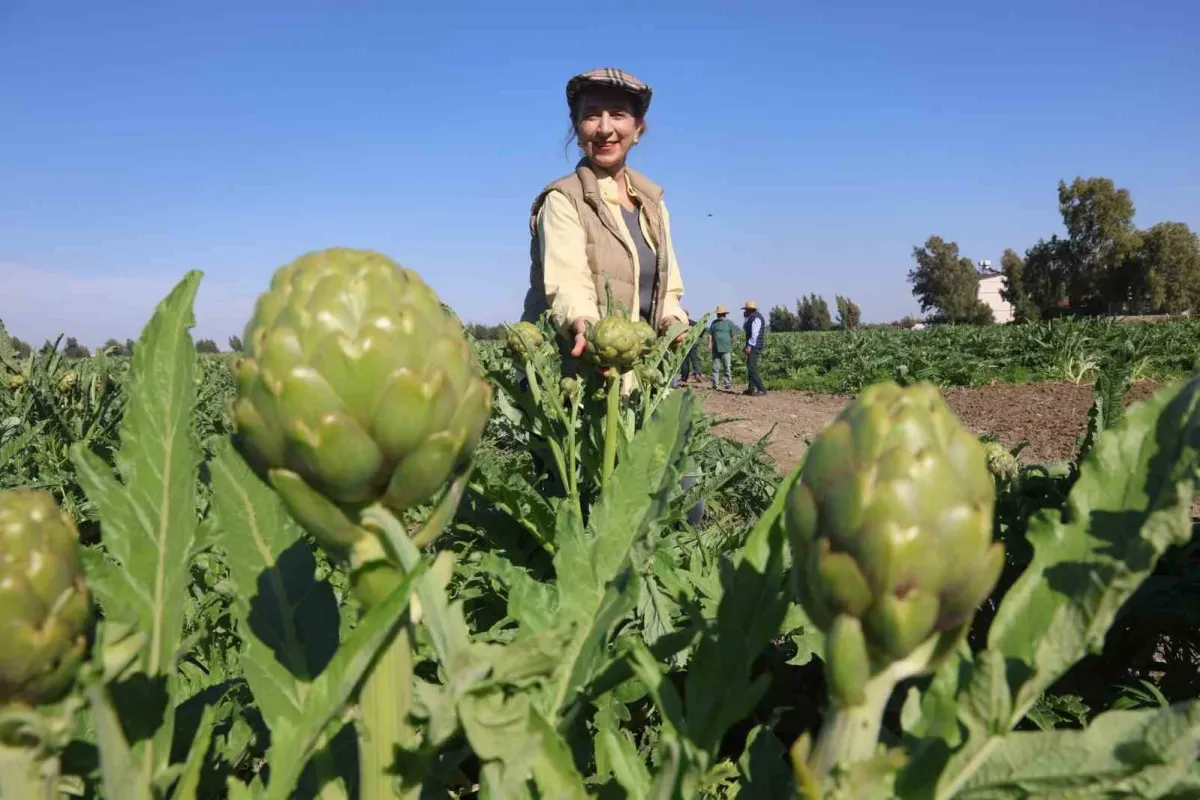 Akademisyen çiftçinin 7 yıl süren emekleriyle 120 dönüm alana yaydığı enginar üretiminde hasat başladı