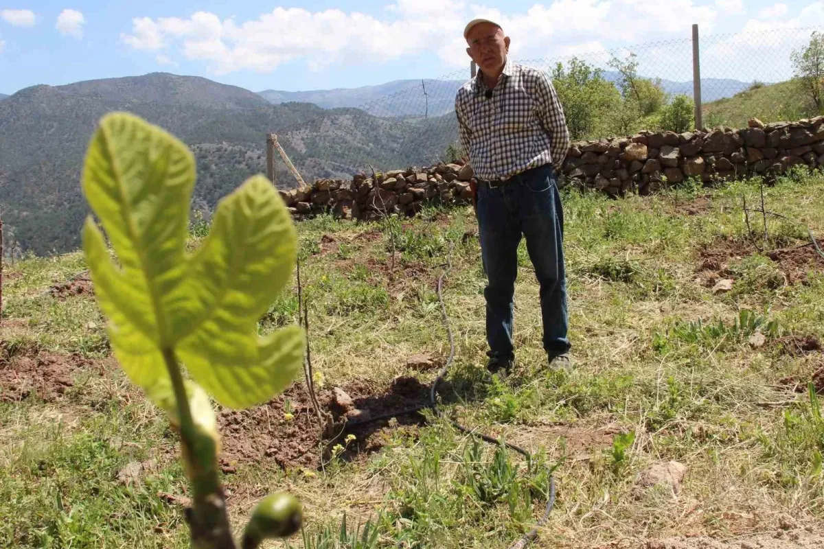 Ceviz ağaçları zirai dondan etkilenen ziraat mühendisi çözümü incirde buldu