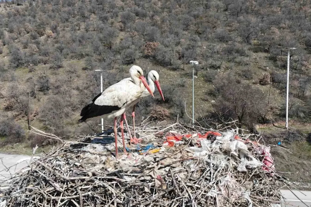 Bursa'da başlayan savaş leyleklerin zaferiyle son buldu
