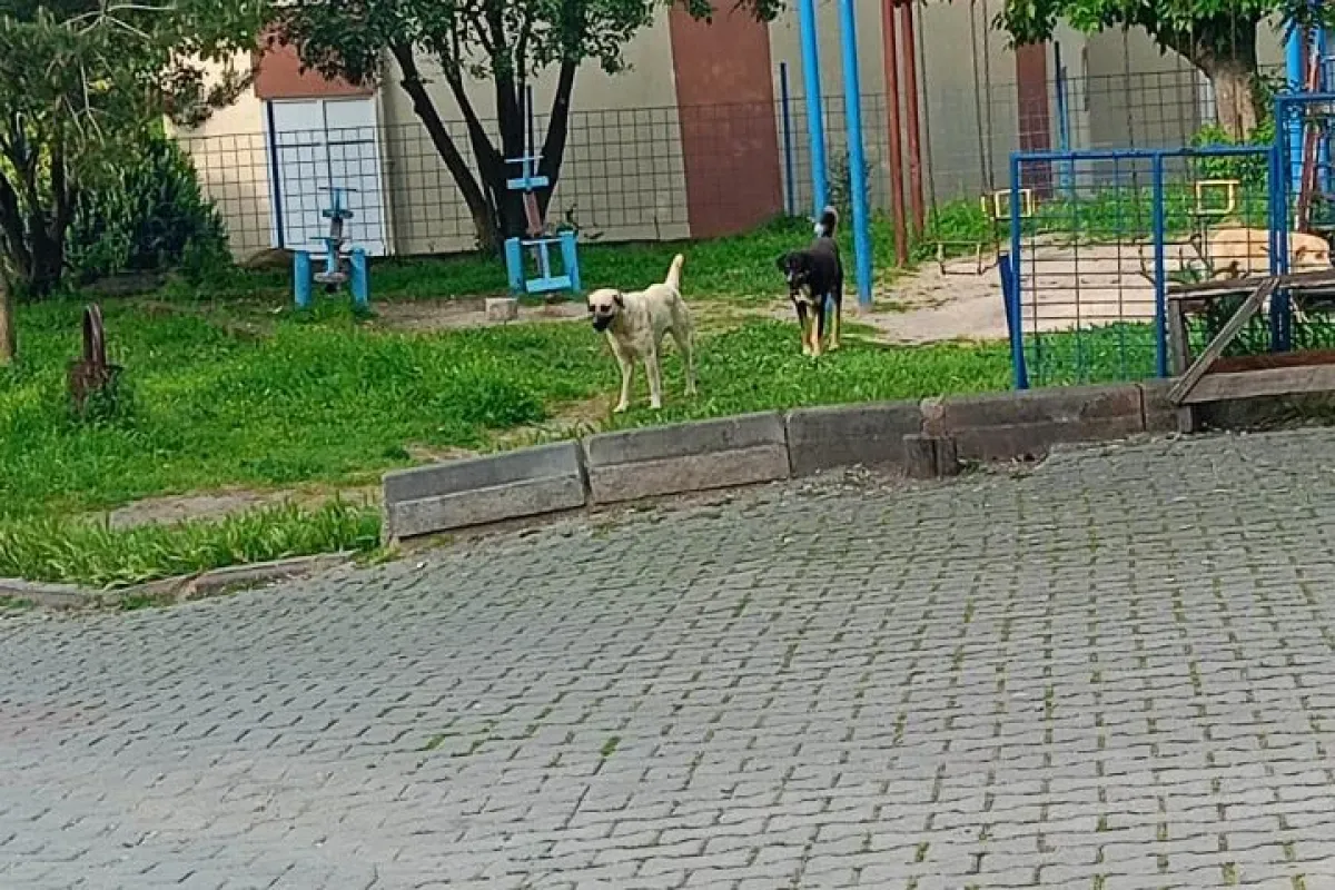Alanyurt'ta tedirgin eden görüntü! Vatandaş yetkililerden çözüm bekliyor