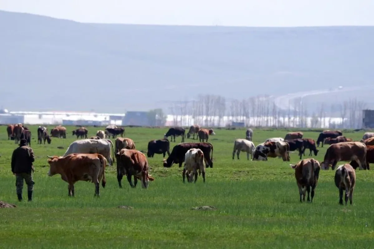 Bu yönteme dikkat! Kurbanlık alırken dolandırılmayın