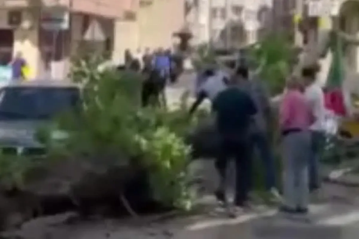 Seyir halindeki araçların üzerine ağaç devrildi