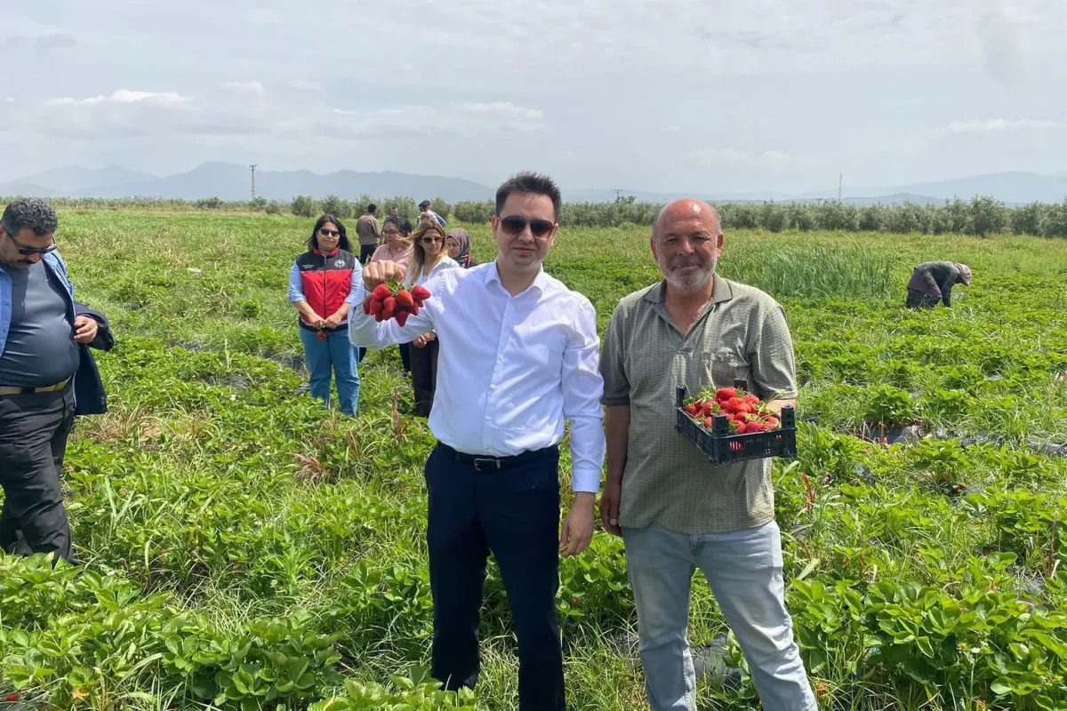 Aromasıyla ağızlarda tat bırakan Hassa çileğinin hasadına başlandı