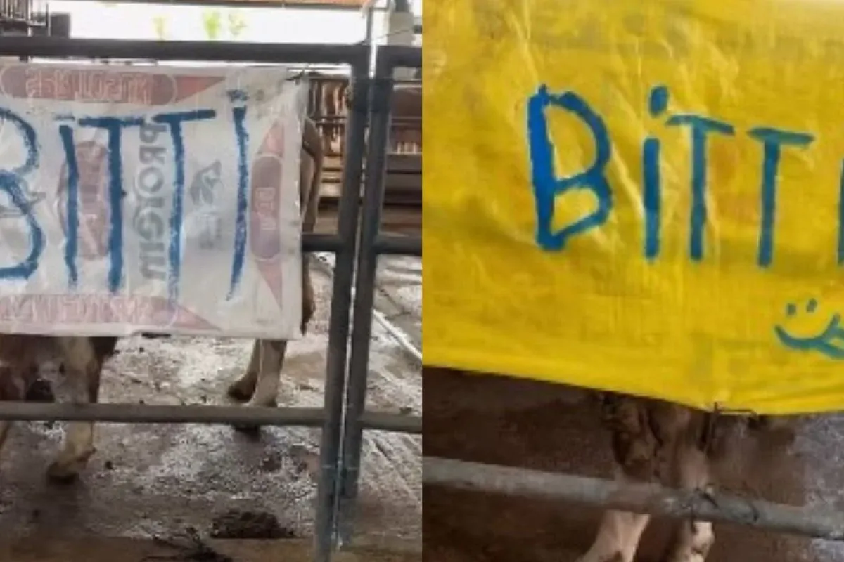 Hayvan pazarından eliniz boş dönebilirsiniz