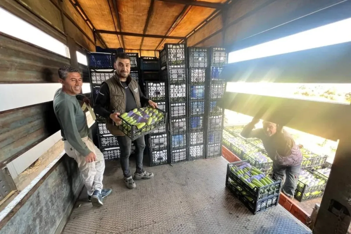 İznik'te ilk hasat başladı! Çiftçinin yüzü gülüyor