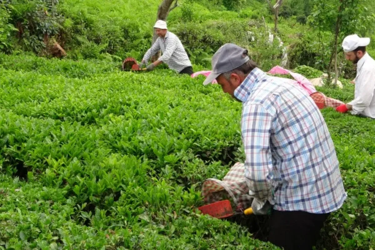 Karadeniz’de yaş çay toplama ücretleri ve yevmiyeler açıklandı