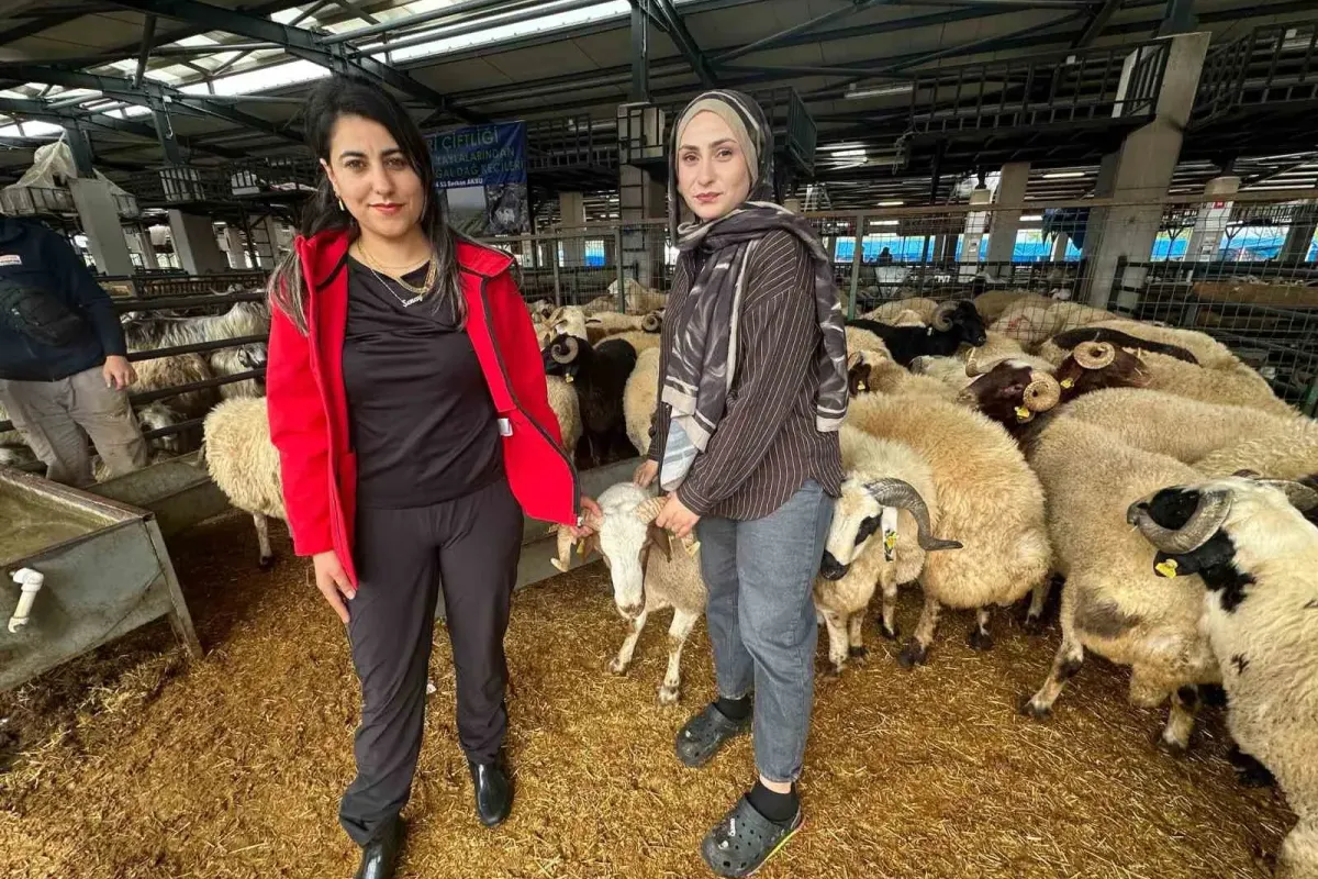 İki genç kuzen celep, Bursa’daki kurban pazarında rekabeti artırdı