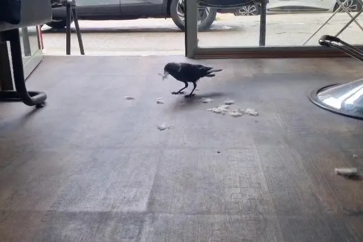 Kuaför çırağı karga