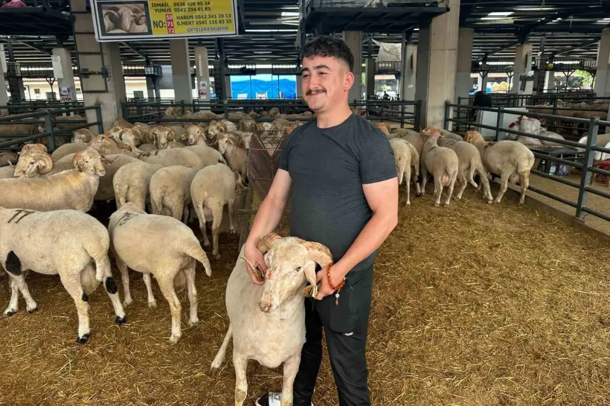 Bursa’daki sıra dışı "gergedan boynuz"lu koç görenleri şaşırtıyor