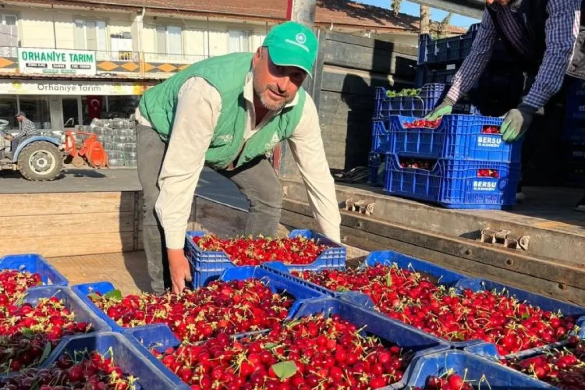 Bursa'da sezonun ilk karabodur kirazı tezgaha çıktı! Fiyatı dikkat çekti