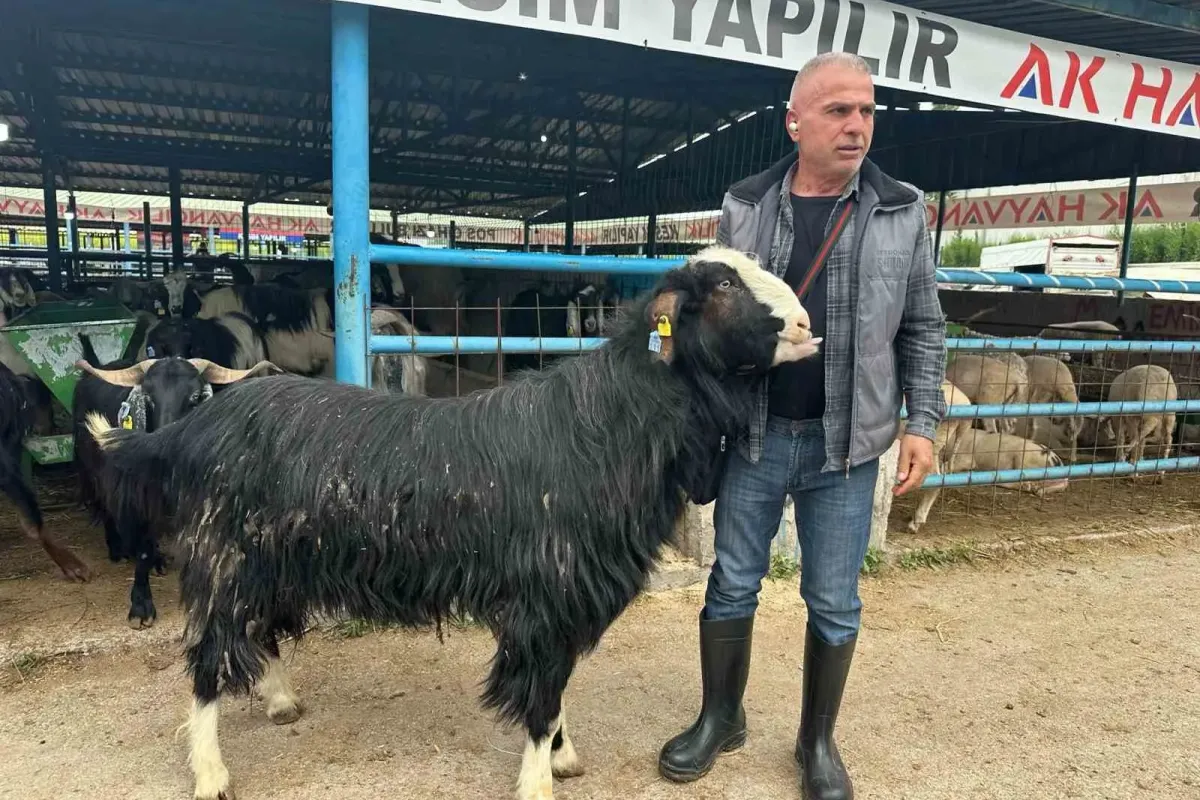 Bursa’daki kurban pazarının şampiyon keçisi 47 bin liradan satıldı