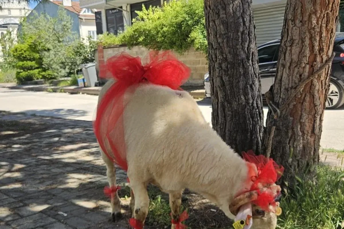 İnegöl’de gelin kurbanı geleneği bu bayramda sürdürülüyor