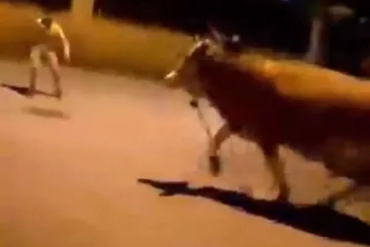 Bursa’da dana paniği