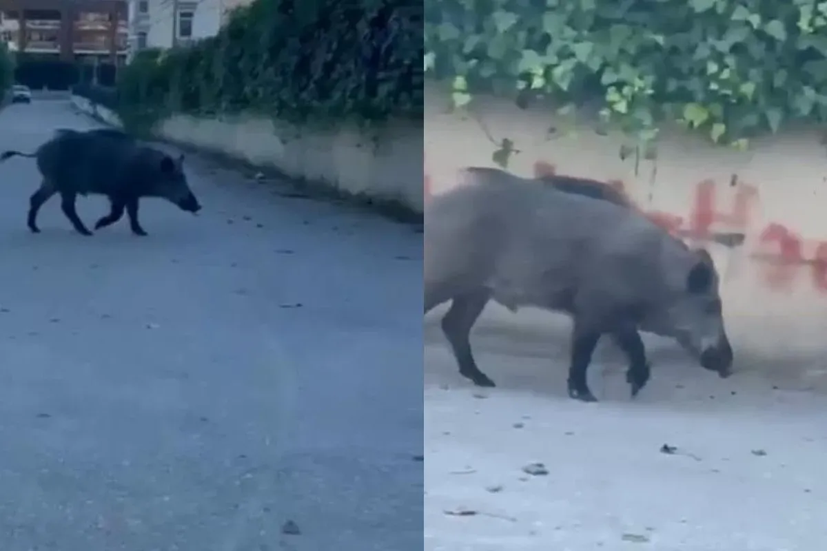 Aç kalan domuzlar şehre indi!