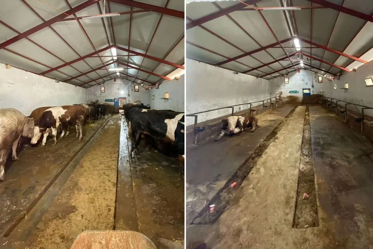 28 Kurbanlık Sattı, Kazancını Açıkladı! Rakamlar Sosyal Medyayı Karıştırdı