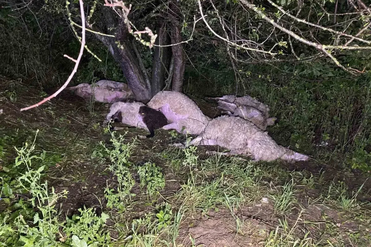 İnegöl’de sürüye yıldırım isabet etti