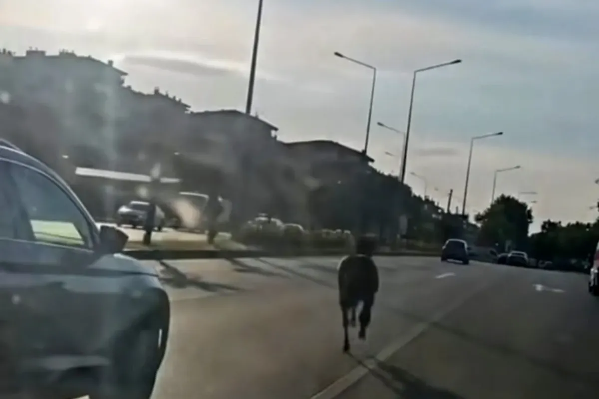Başıboş at ana yolda trafiği tehlikeye attı