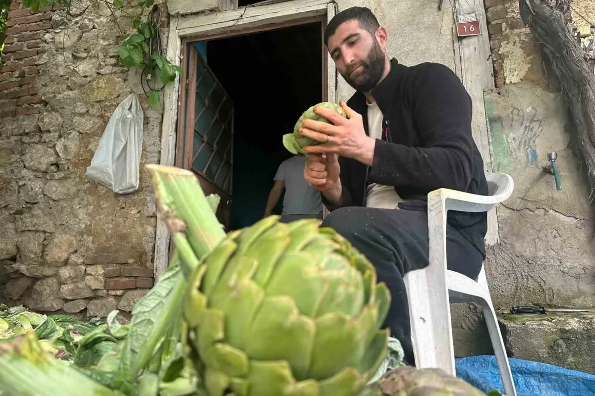 Enginar soyarak ayda en az 240 bin TL kazanıyorlar