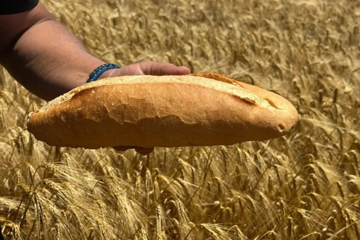 20 TL'lik bir ekmekte çiftçinin payı sadece 5 TL