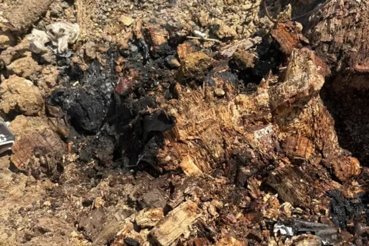 Bursa'da gizemli olay! Devrilen asırlık çınarın kökü durmadan yanıyor