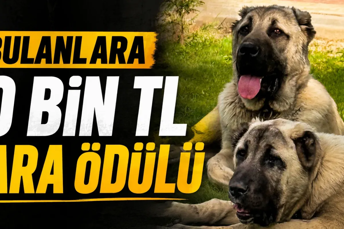 İnegöl’de Kaybolan 2 Sivas Kangalı İçin 10 Bin TL Ödül